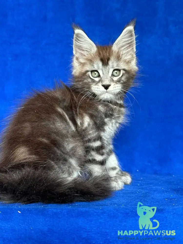 Iron Maine Coon polydactyl male black silver tabby - live animals