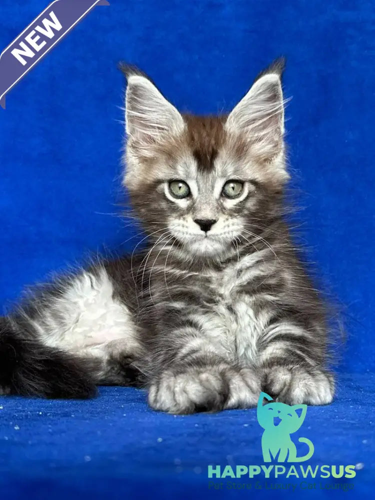 Iron Maine Coon polydactyl male black silver tabby - live animals