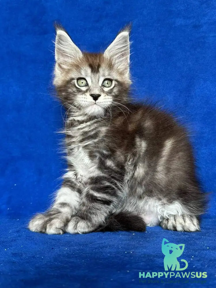 Iron Maine Coon polydactyl male black silver tabby - live animals