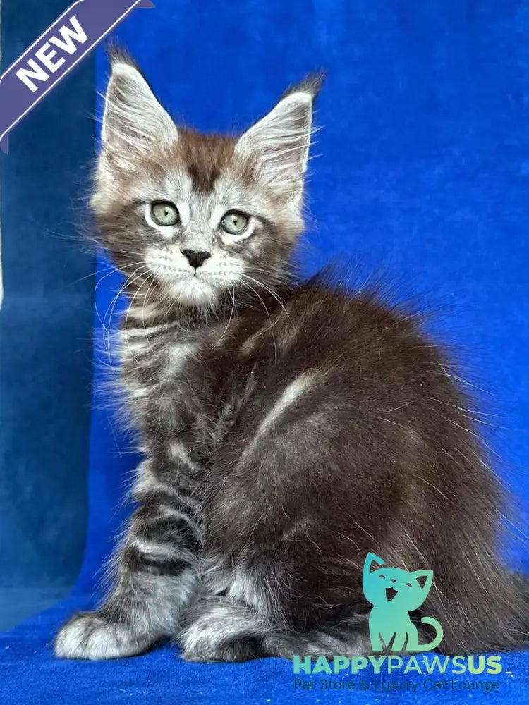 Iron Maine Coon polydactyl male black silver tabby - live animals