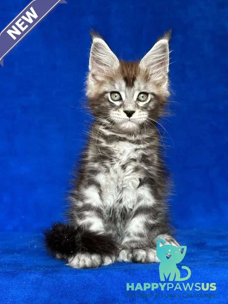 Iron Maine Coon polydactyl male black silver tabby - live animals