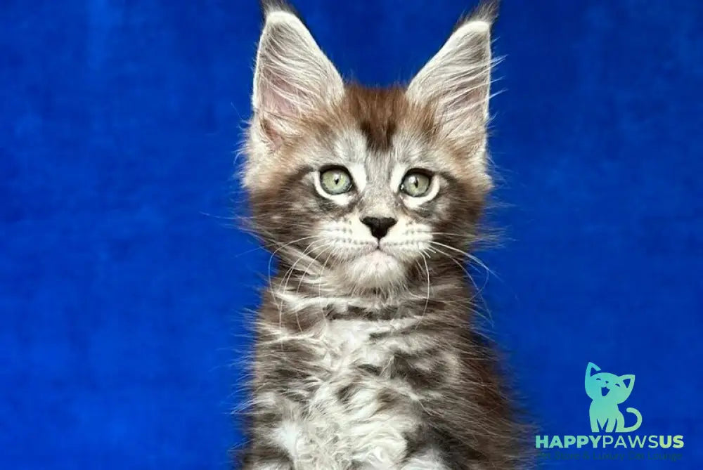 Iron Maine Coon polydactyl male black silver tabby - live animals