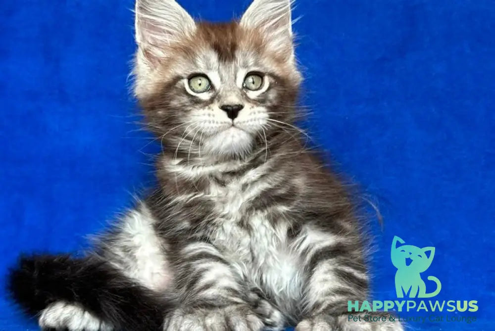 Iron Maine Coon polydactyl male black silver tabby - live animals