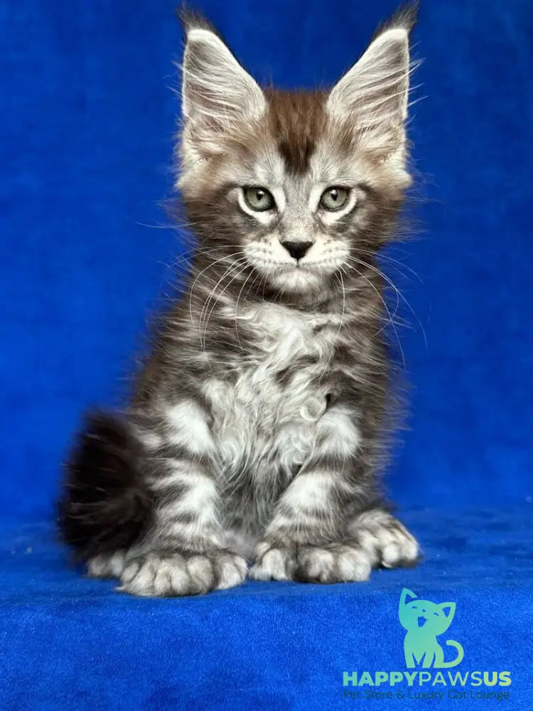 Iron Maine Coon polydactyl male black silver tabby - live animals