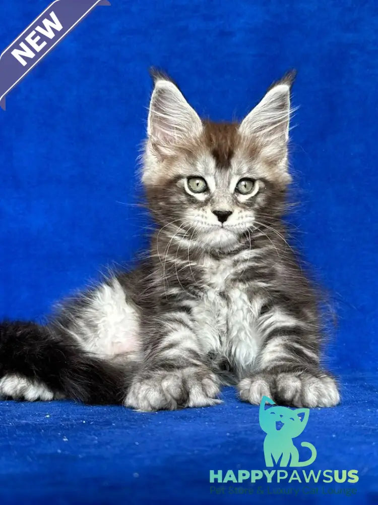 Iron Maine Coon polydactyl male black silver tabby - live animals