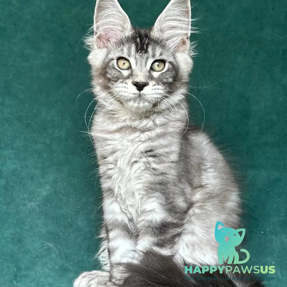 Iron Maine Coon polydactyl male black silver tabby - live animals