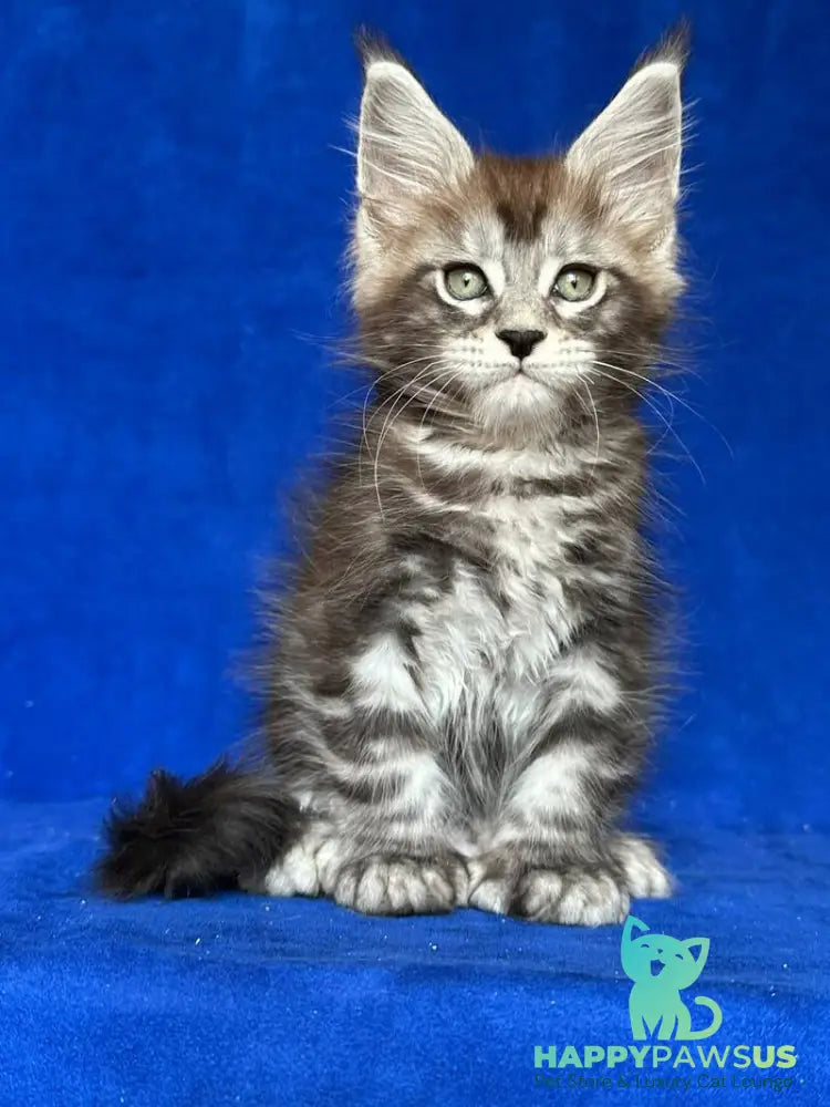 Iron Maine Coon polydactyl male black silver tabby - live animals
