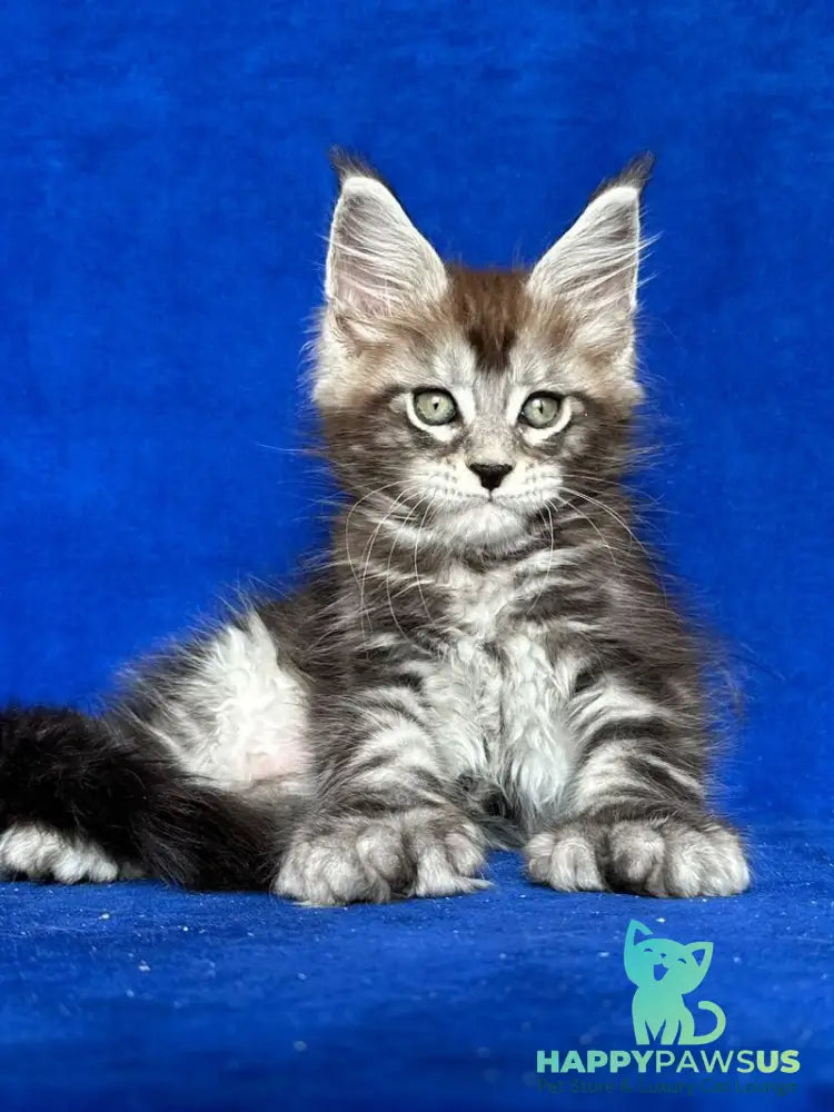Iron Maine Coon polydactyl male black silver tabby - live animals