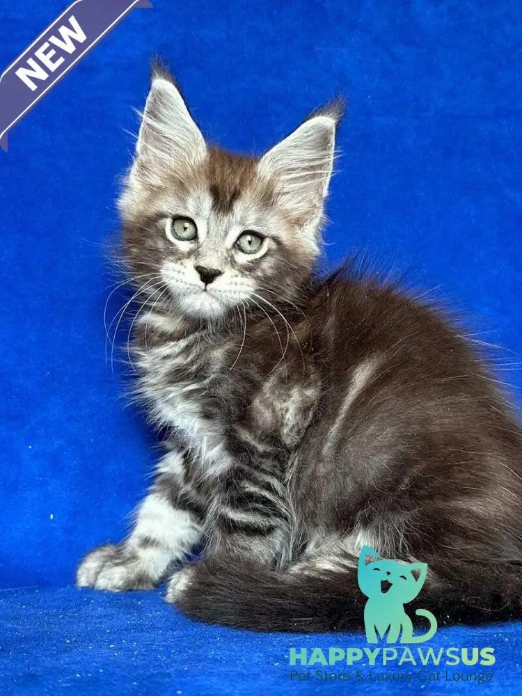 Iron Maine Coon polydactyl male black silver tabby - live animals