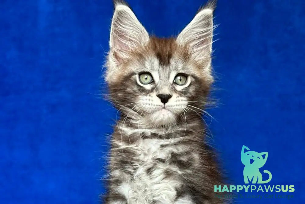 Iron Maine Coon polydactyl male black silver tabby - live animals