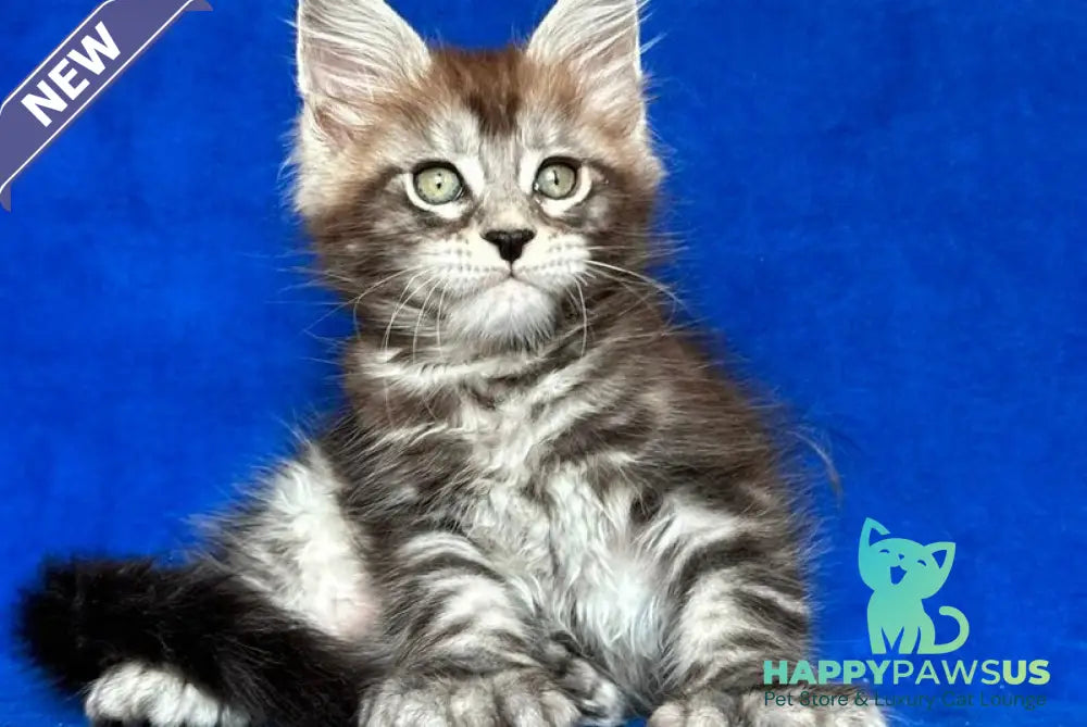 Iron Maine Coon polydactyl male black silver tabby - live animals
