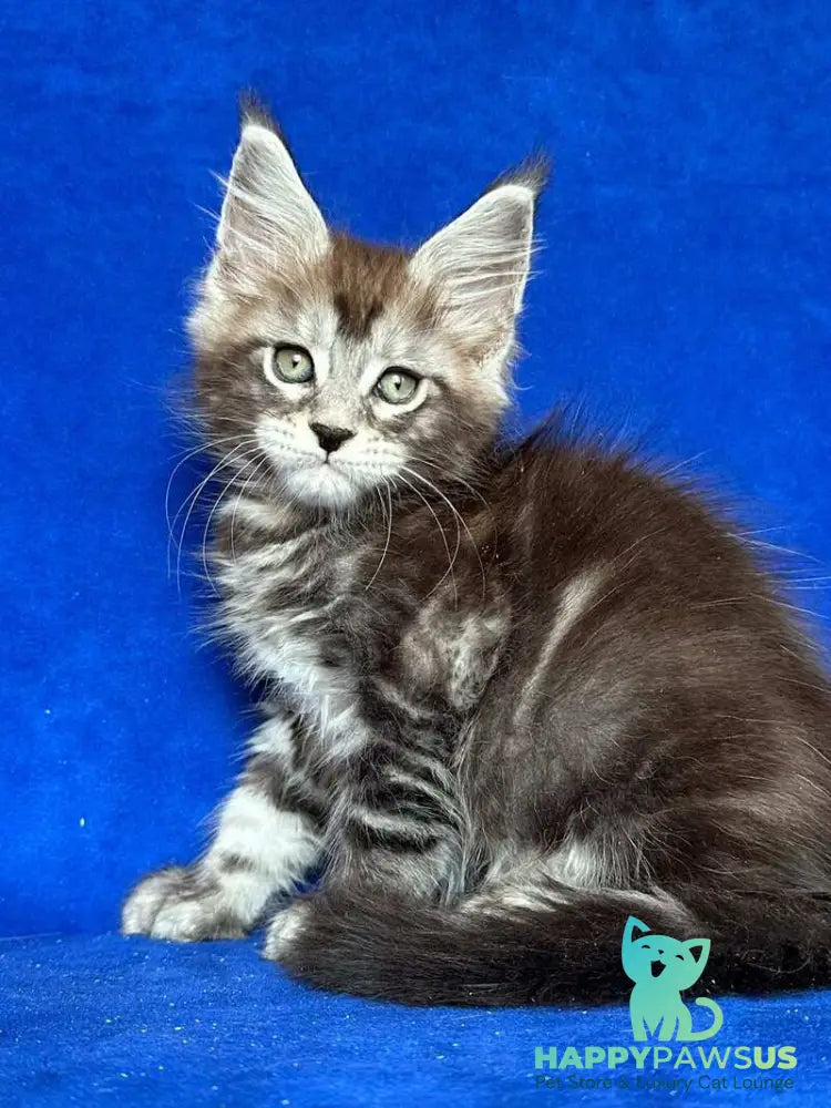 Iron Maine Coon polydactyl male black silver tabby - live animals
