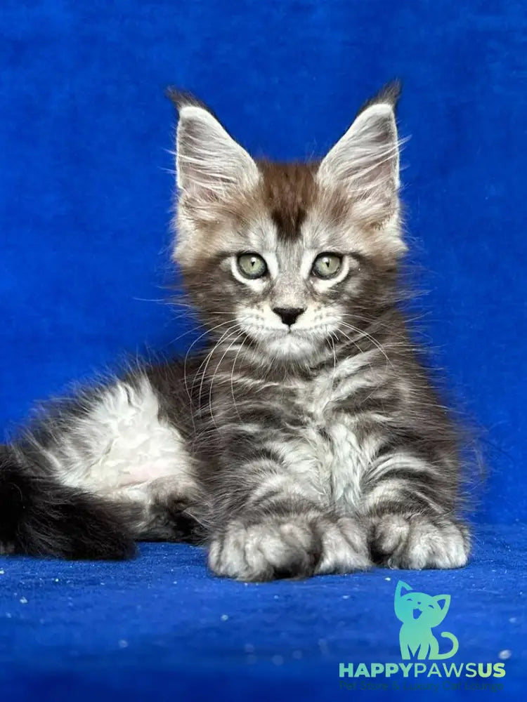 Iron Maine Coon polydactyl male black silver tabby - live animals