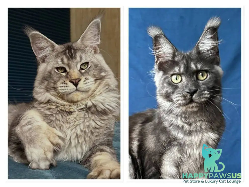 Iron Maine Coon polydactyl male black silver tabby - live animals