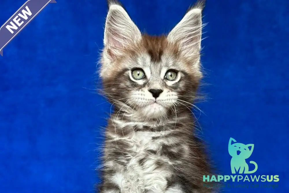 Iron Maine Coon polydactyl male black silver tabby - live animals