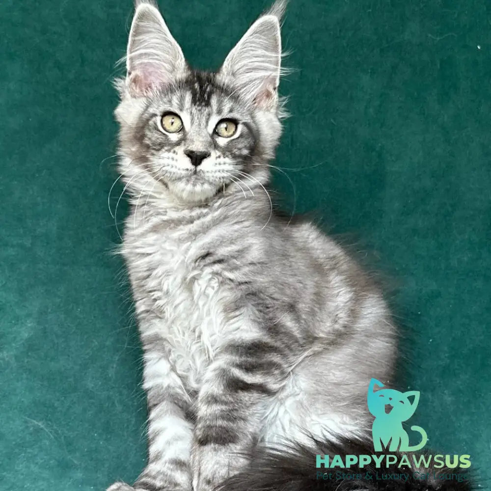 Iron Maine Coon polydactyl male black silver tabby - live animals