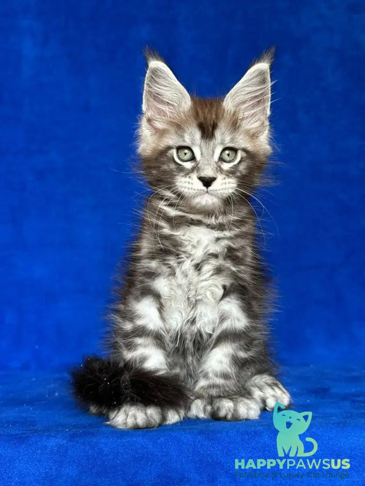 Iron Maine Coon polydactyl male black silver tabby - live animals