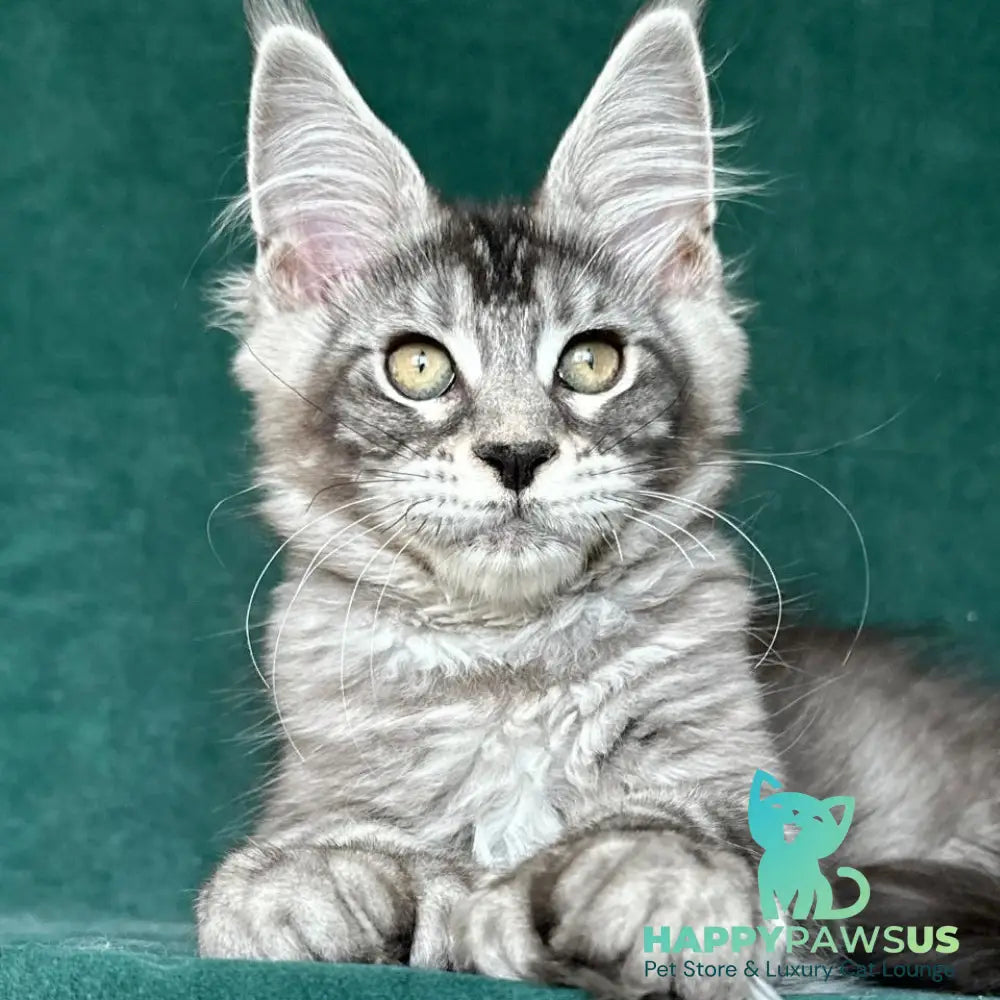 Iron Maine Coon polydactyl male black silver tabby - live animals