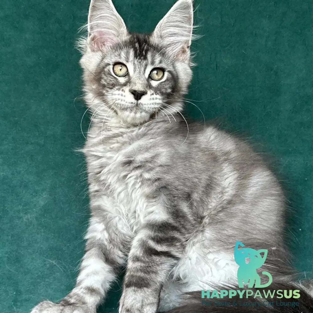 Iron Maine Coon polydactyl male black silver tabby - live animals