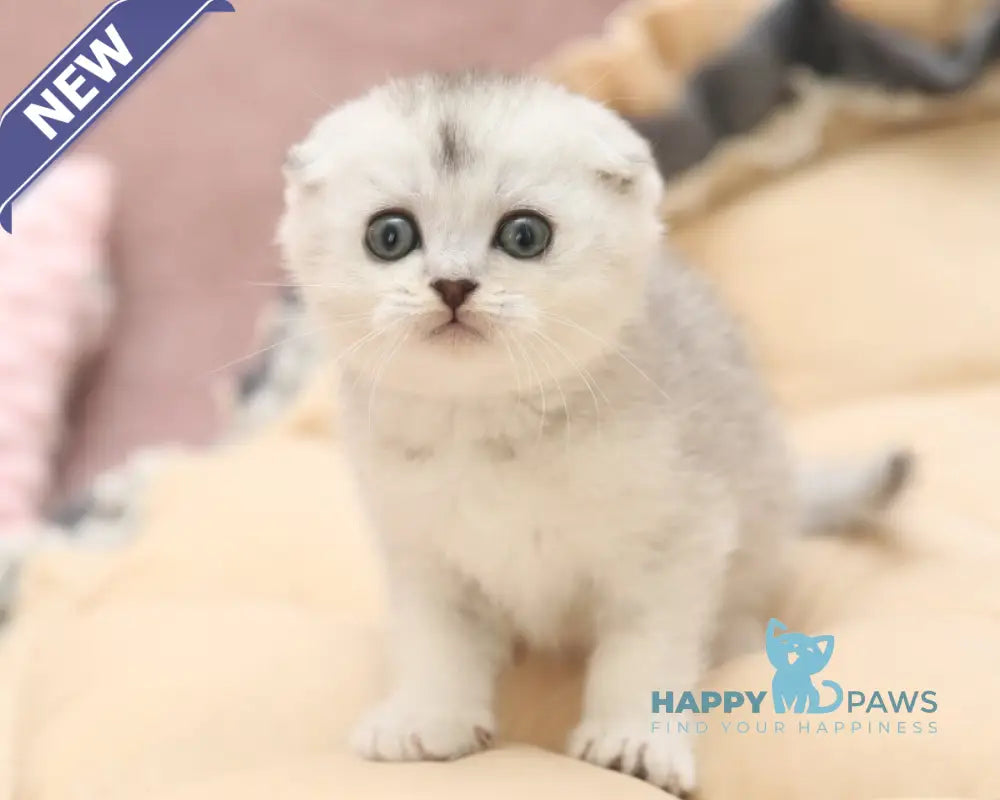 Iron Scottish Fold male black silver shaded live animals