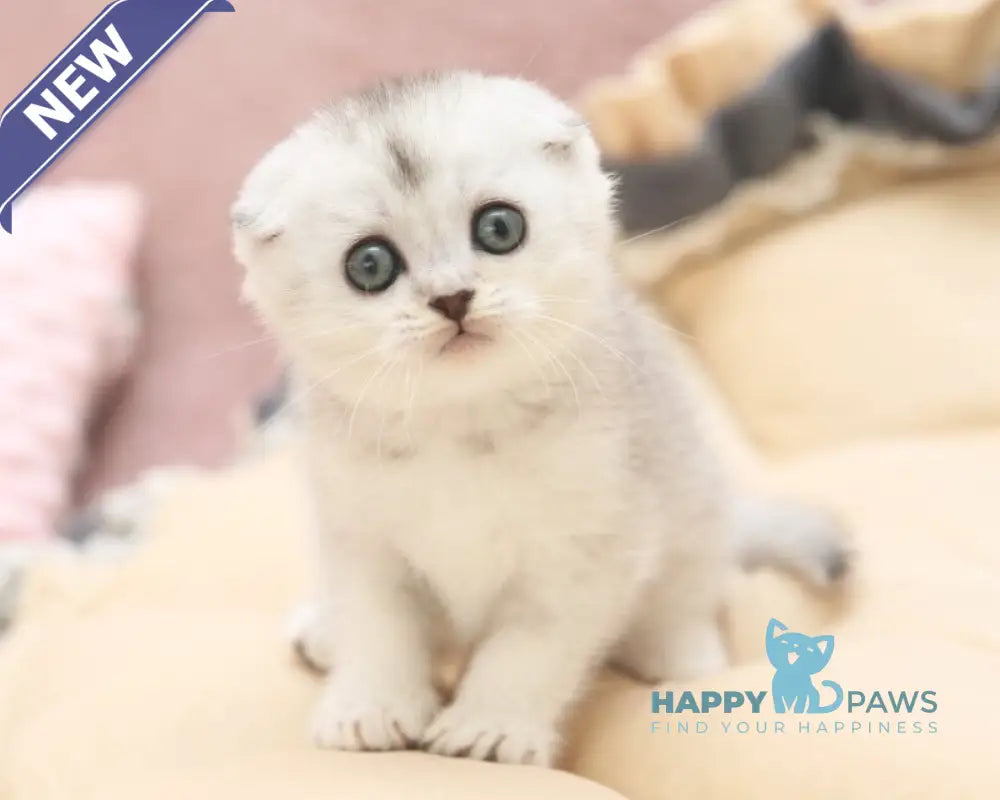 Iron Scottish Fold male black silver shaded live animals