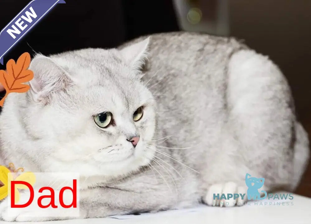 Iron Scottish Fold male black silver shaded live animals