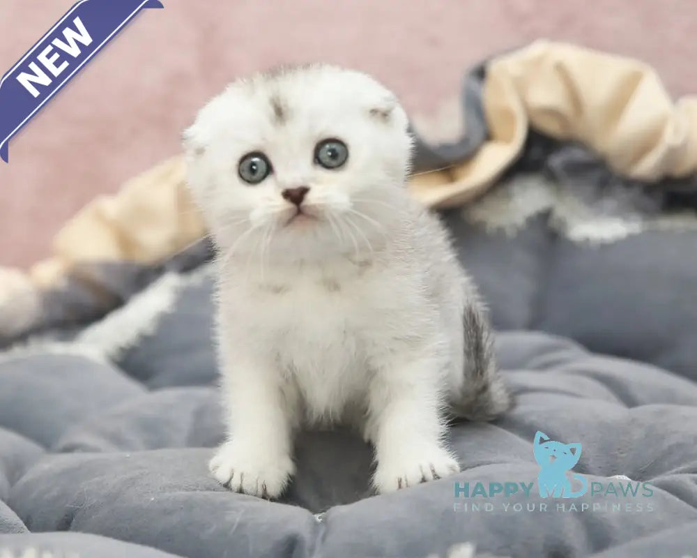 Iron Scottish Fold male black silver shaded live animals