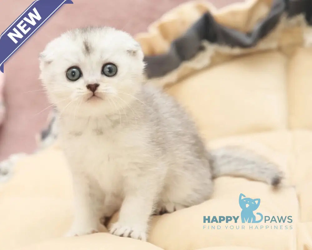 Iron Scottish Fold male black silver shaded live animals