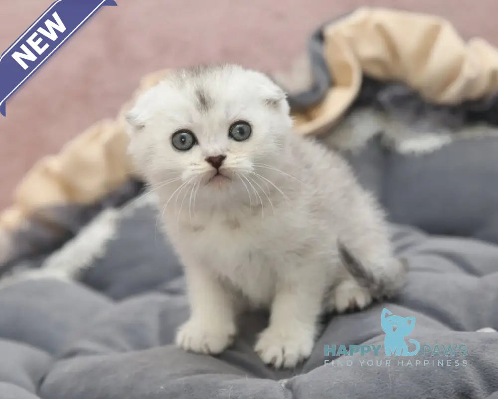 Iron Scottish Fold male black silver shaded live animals