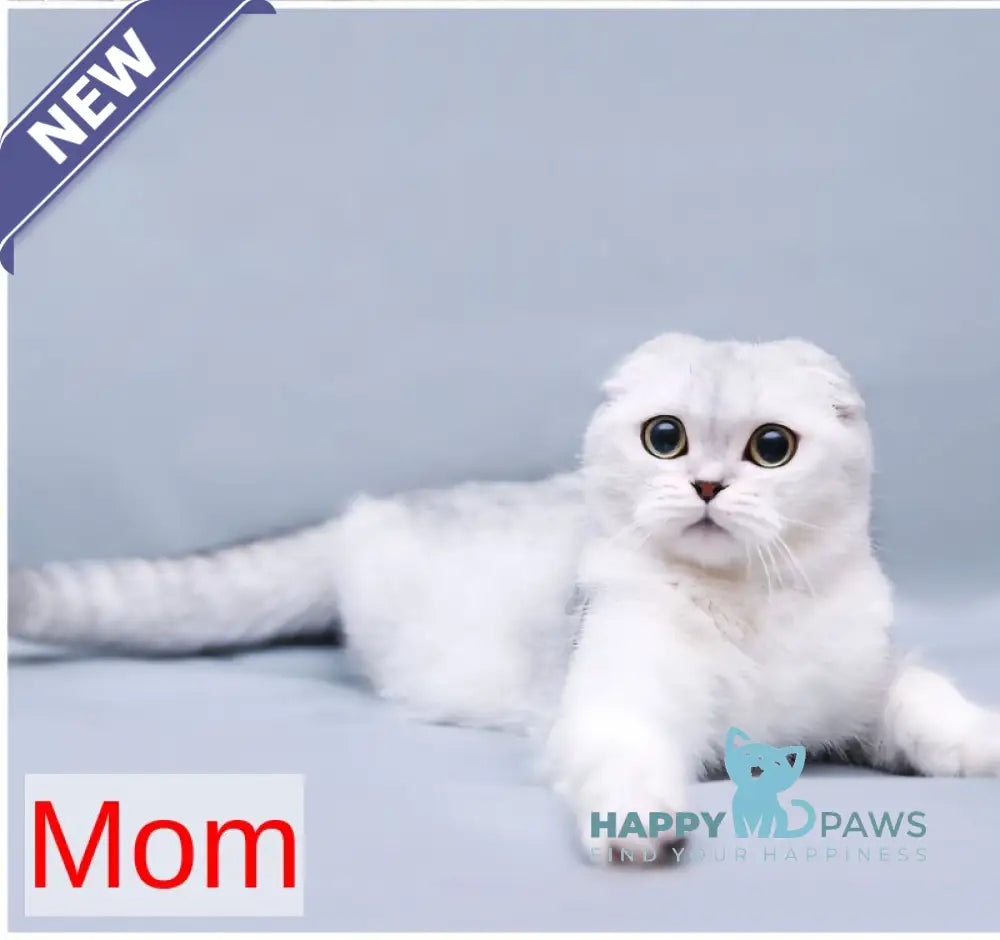 Iron Scottish Fold male black silver shaded live animals