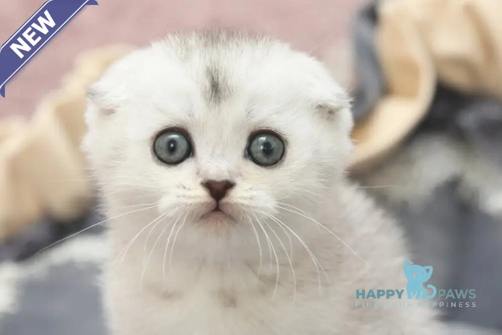 Iron Scottish Fold male black silver shaded live animals