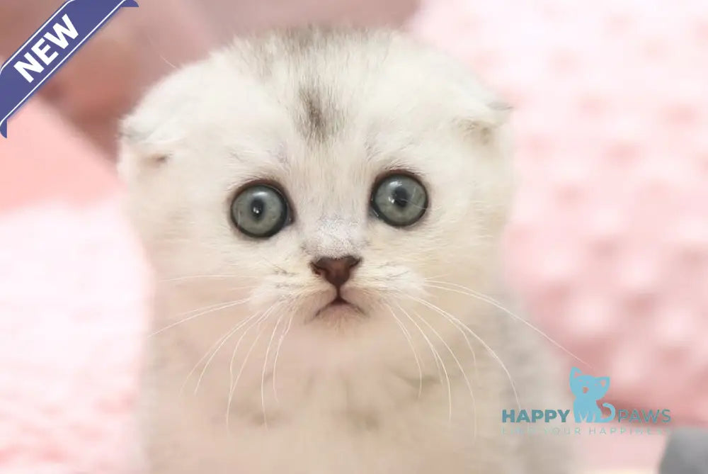 Iron Scottish Fold male black silver shaded live animals