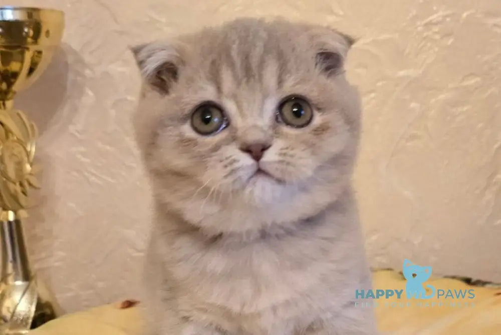 Iron Scottish Fold male lilac spotted tabby live animals