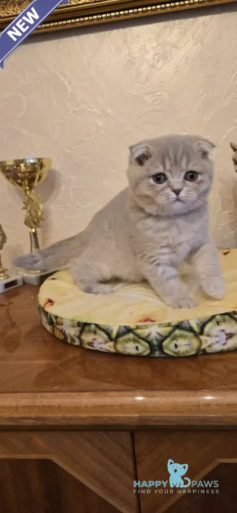 Iron Scottish Fold male lilac spotted tabby live animals