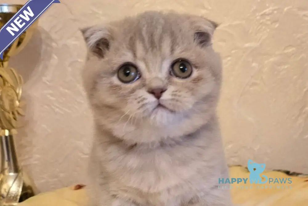 Iron Scottish Fold male lilac spotted tabby live animals