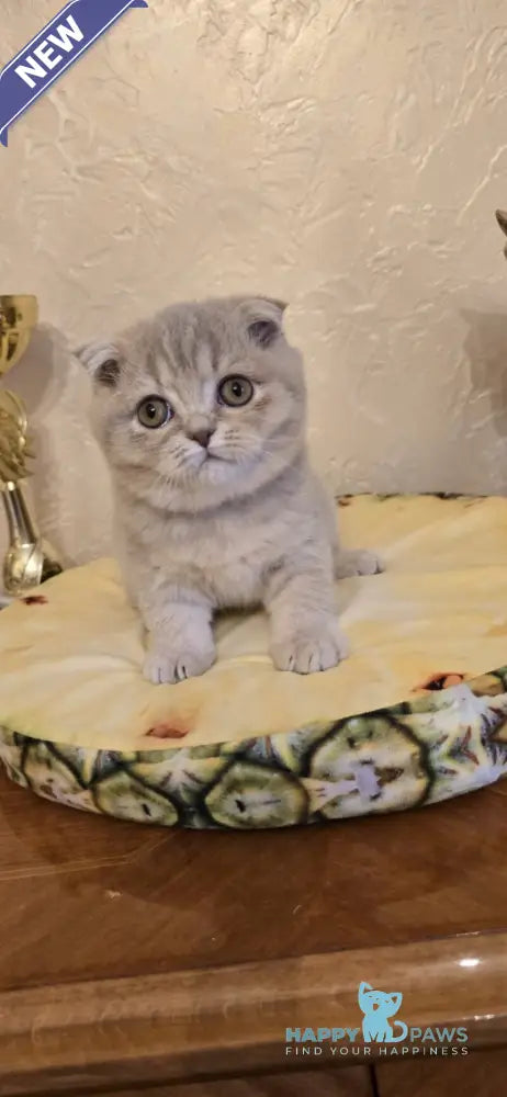 Iron Scottish Fold male lilac spotted tabby live animals