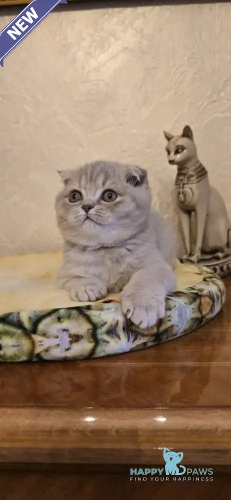 Iron Scottish Fold male lilac spotted tabby live animals