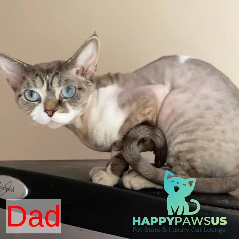 Iron Vale Devon Rex male black van spotted tabby - live animals