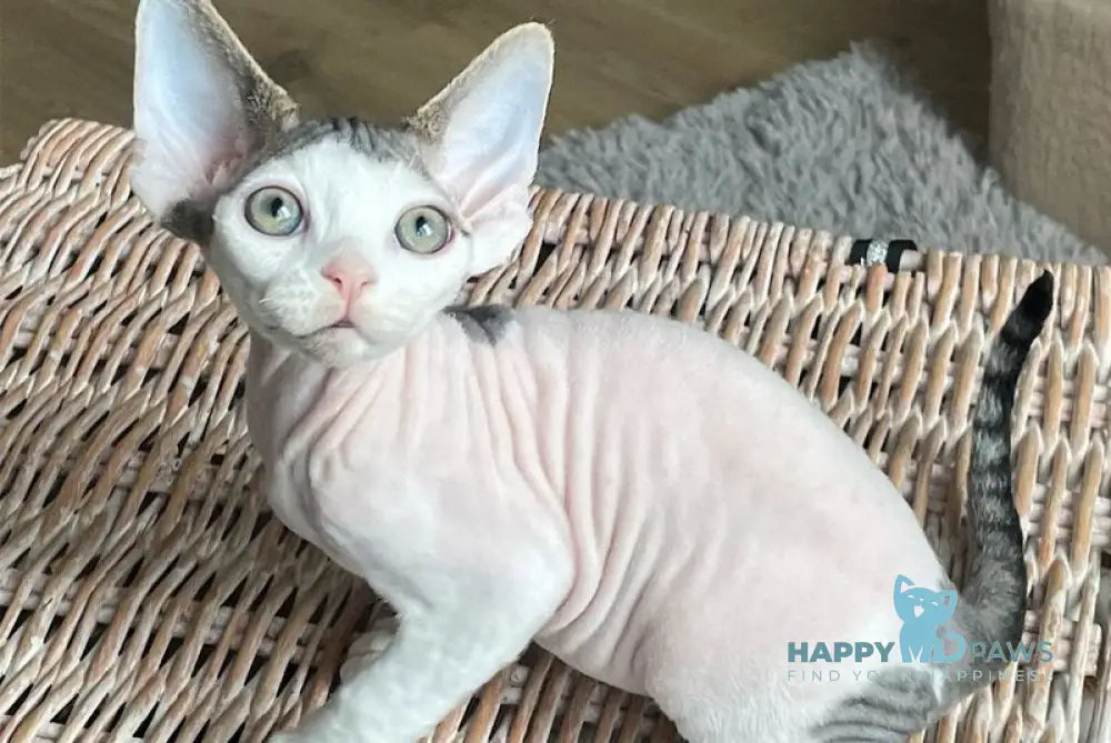 Iron Vale Devon Rex male black van spotted tabby - live animals