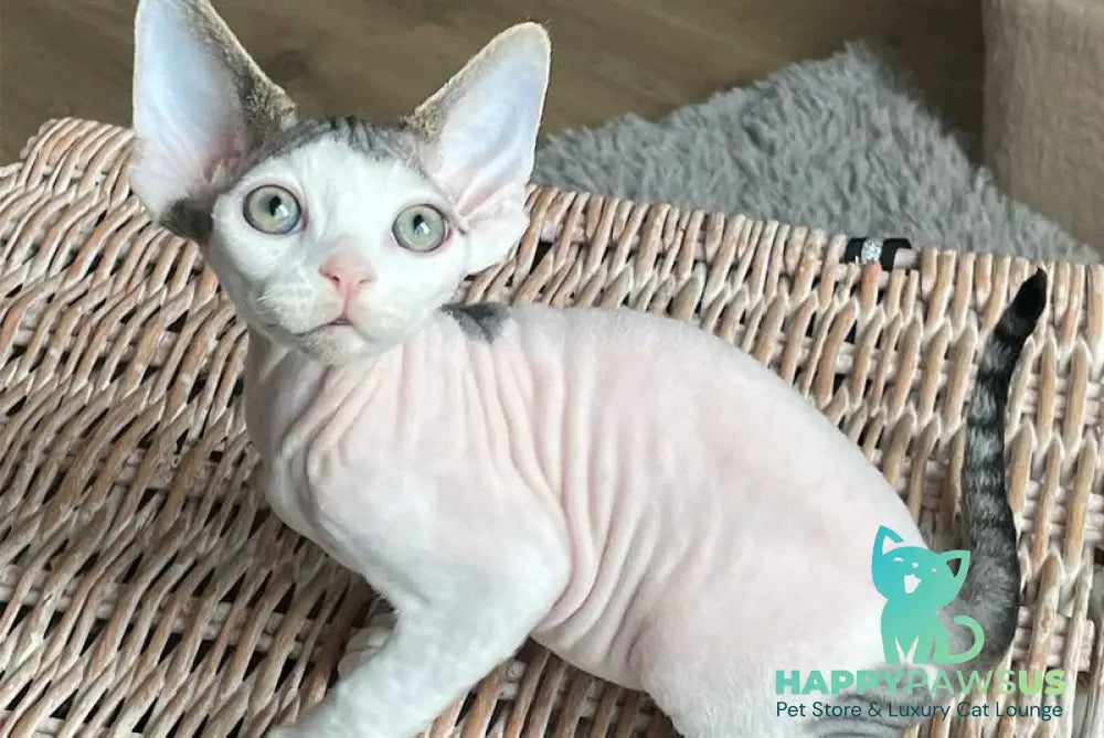 Iron Vale Devon Rex male black van spotted tabby - live animals