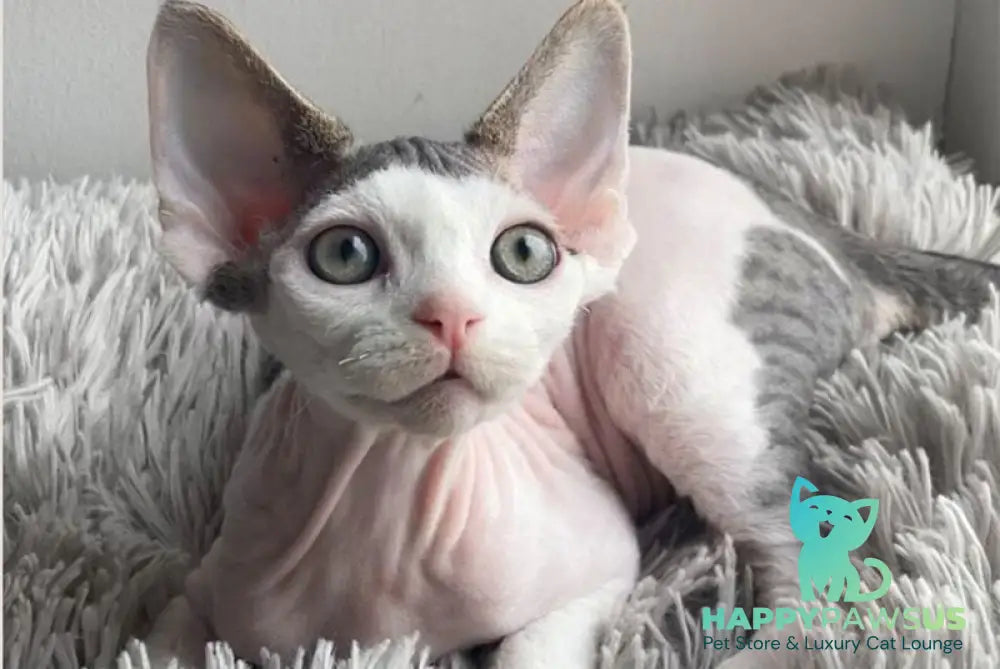 Iron Vale Devon Rex male black van spotted tabby - live animals