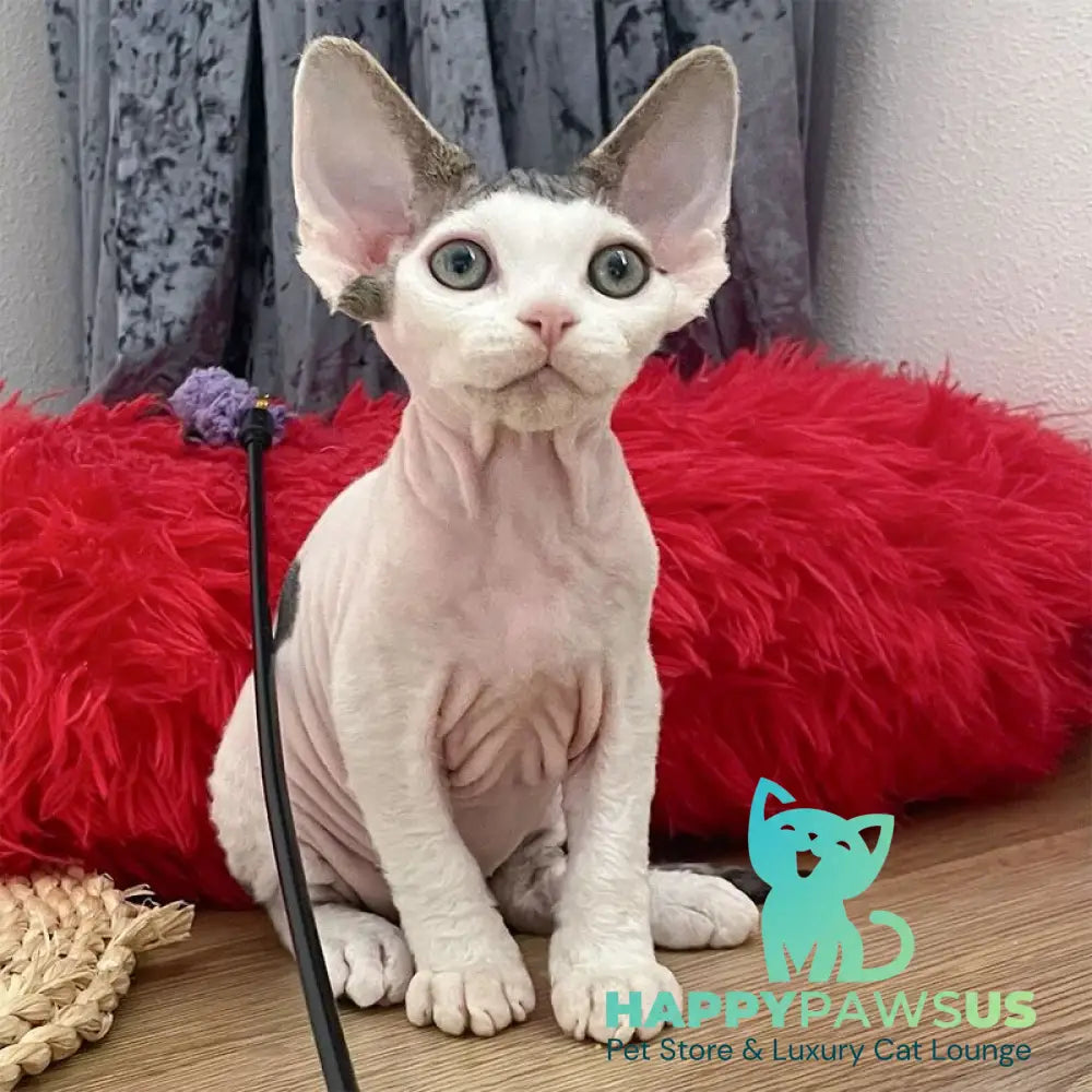 Iron Vale Devon Rex male black van spotted tabby - live animals