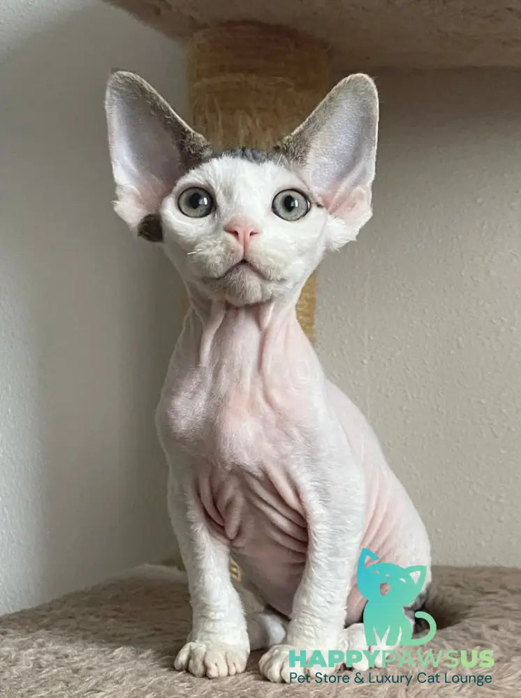 Iron Vale Devon Rex male black van spotted tabby - live animals