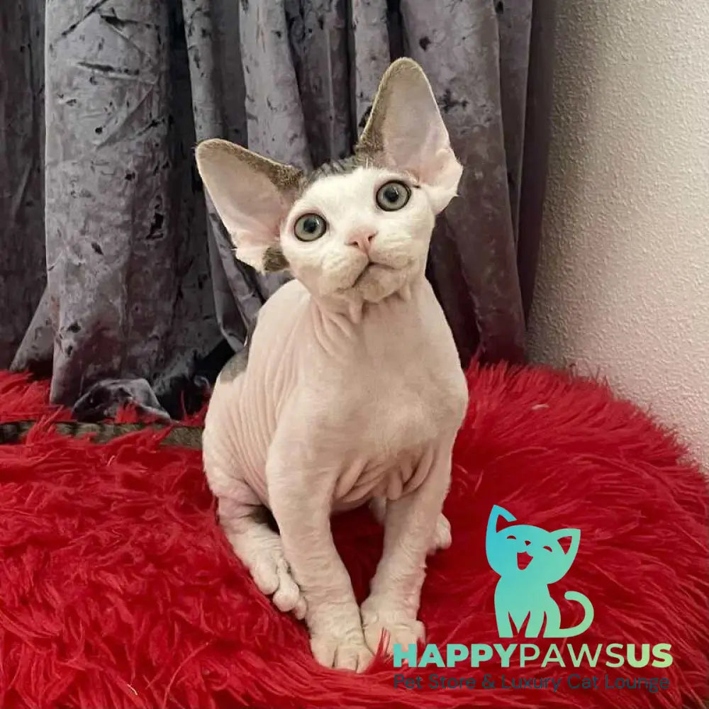 Iron Vale Devon Rex male black van spotted tabby - live animals