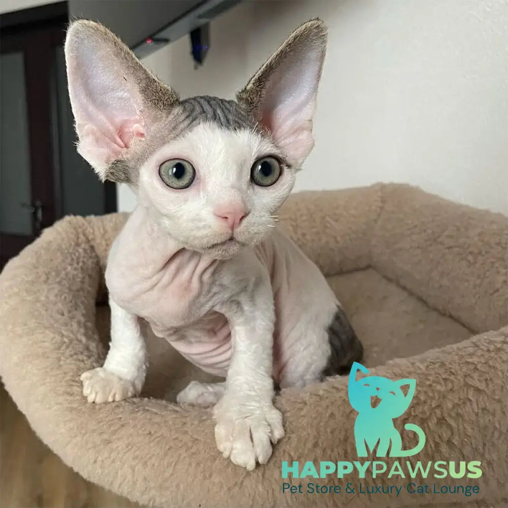 Iron Vale Devon Rex male black van spotted tabby - live animals