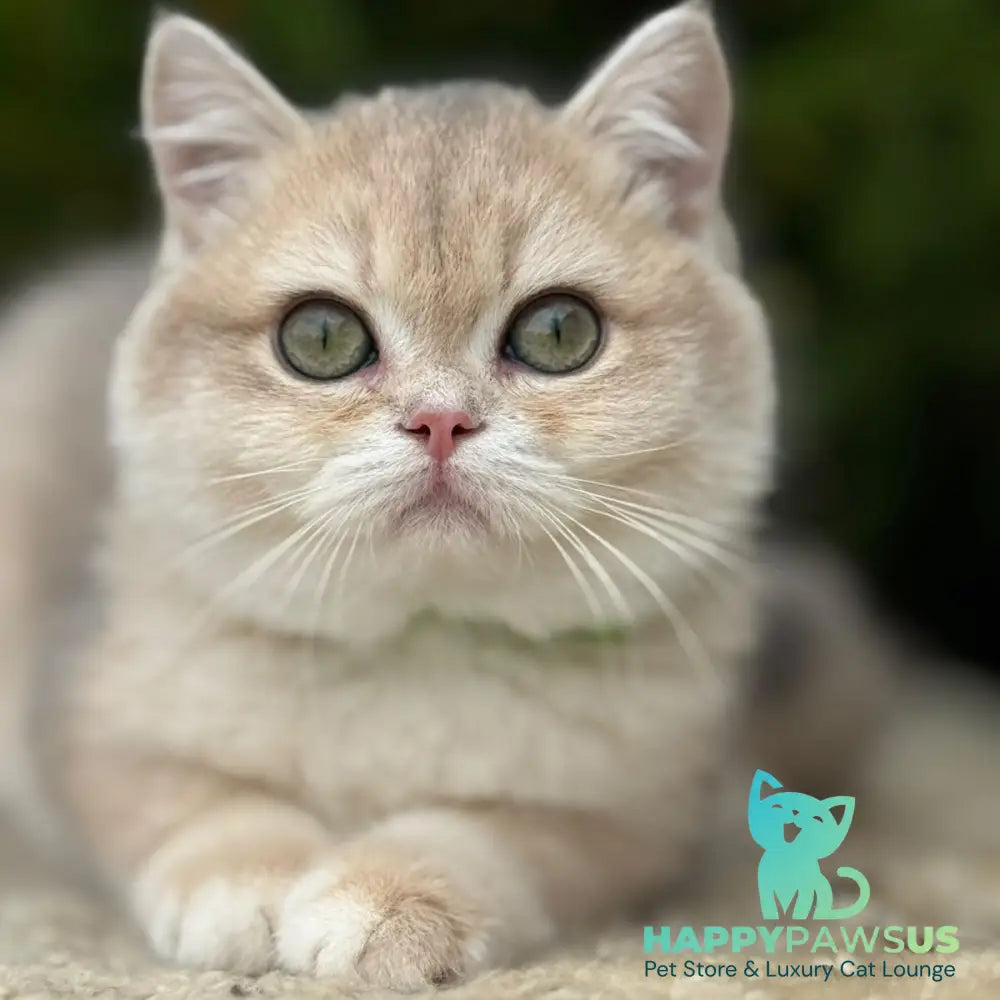 Iroshka British Shorthair female blue golden chinchilla - live animals