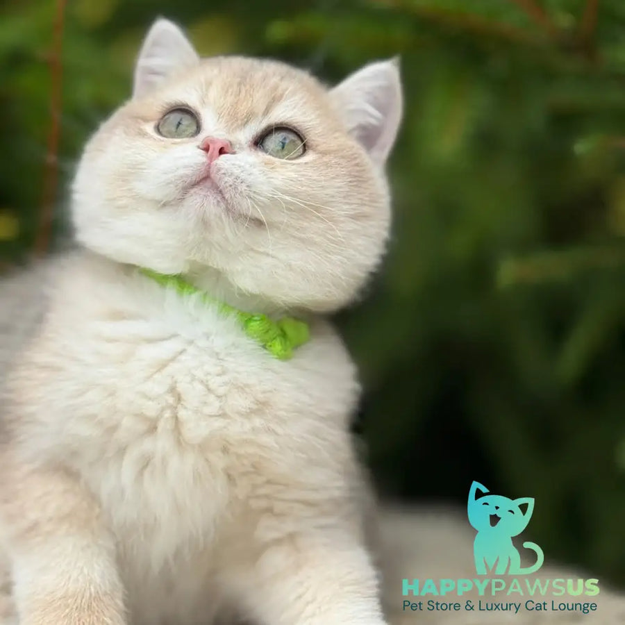Iroshka British Shorthair female blue golden chinchilla - live animals
