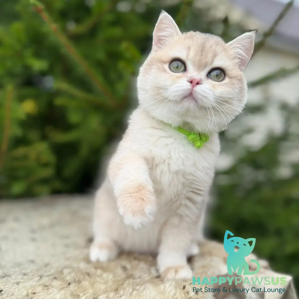 Iroshka British Shorthair female blue golden chinchilla - live animals