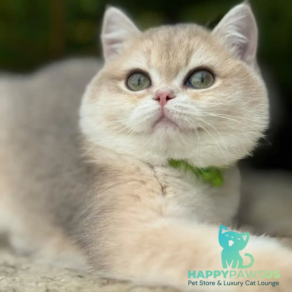 Iroshka British Shorthair female blue golden chinchilla - live animals