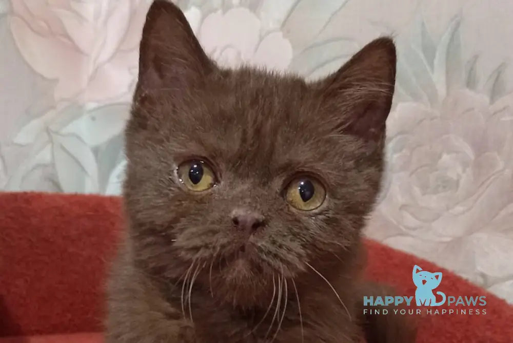 Irtysh British Shorthair male chocolate live animals